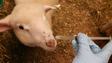 giving the probiotic