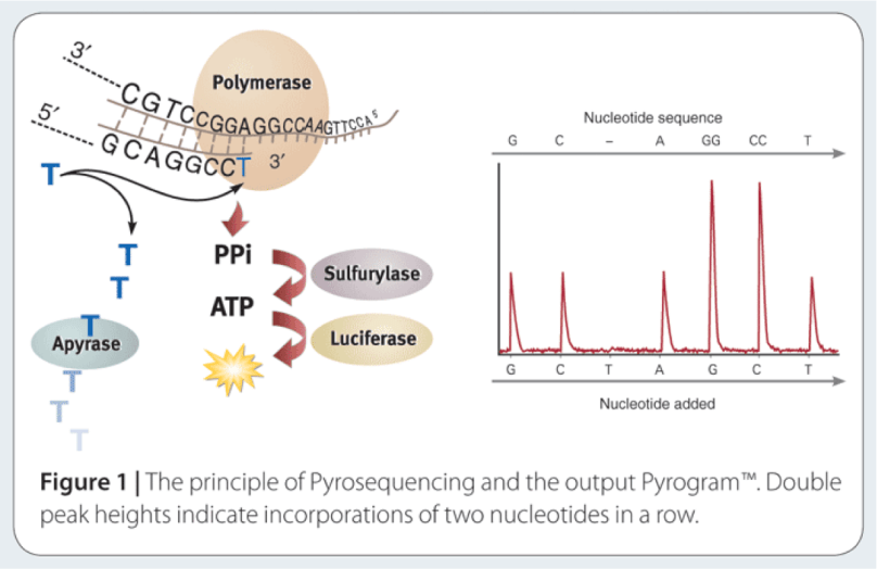 pyrosequencing.png