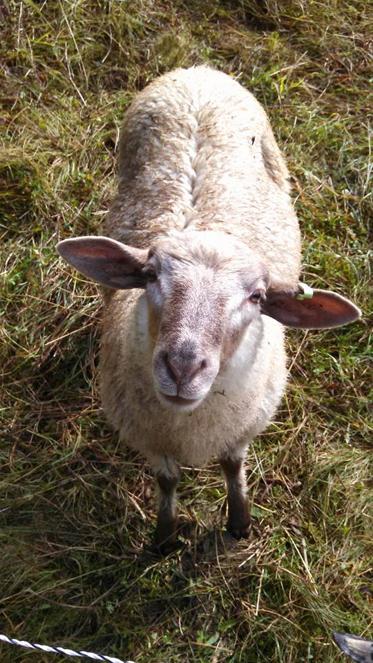 A sheep posing for a photo.