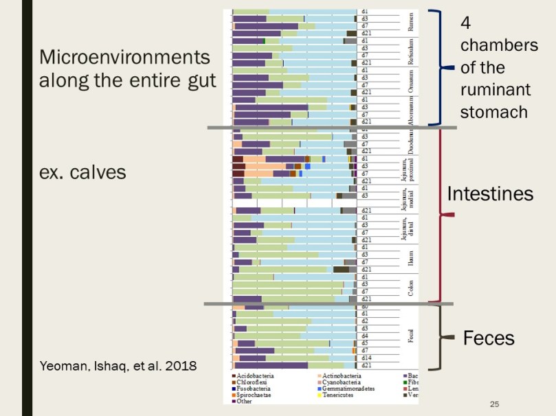Yeoman_etal_2018_calves_digesta_all