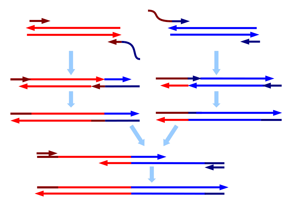 1024px-Splicing_by_Overlap_Extension_PCR.svg