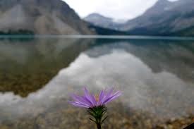 Purple flower in front of a lake and mountains in the background.
