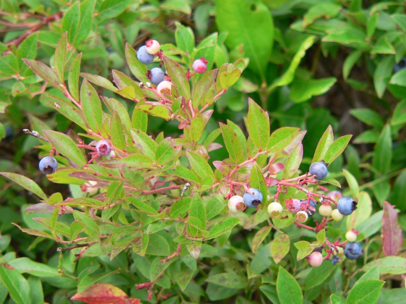 Blueberries on a bush