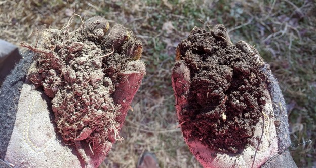 A picture pointing downwards at two hands wearing gardening gloves and holding handfuls of soil in each hand. Roots and leaves protrude from the soil and the grass on the ground is blurred in the background.