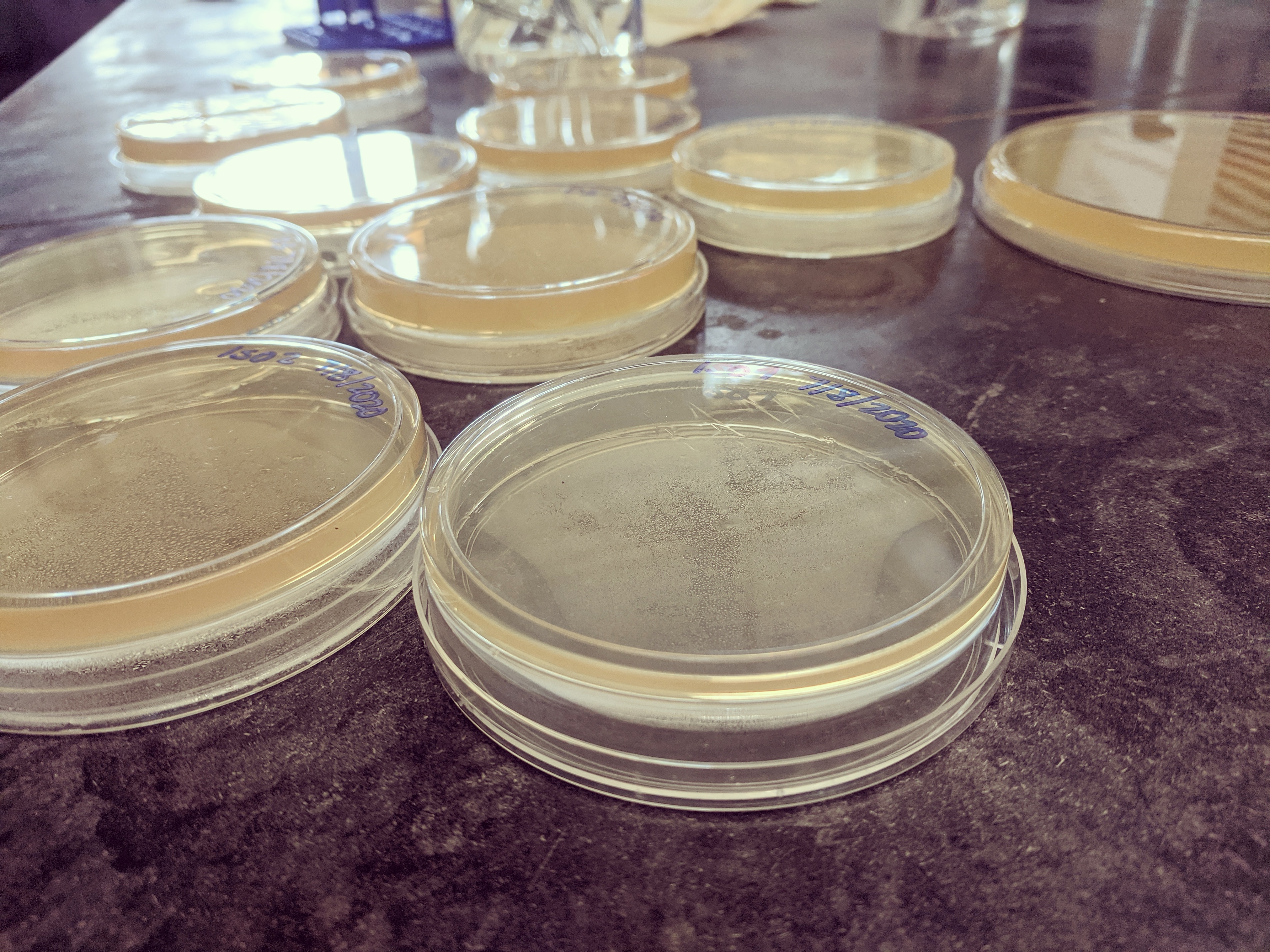 A close-up picture of petri dishes containing a light yellow film of microbes.