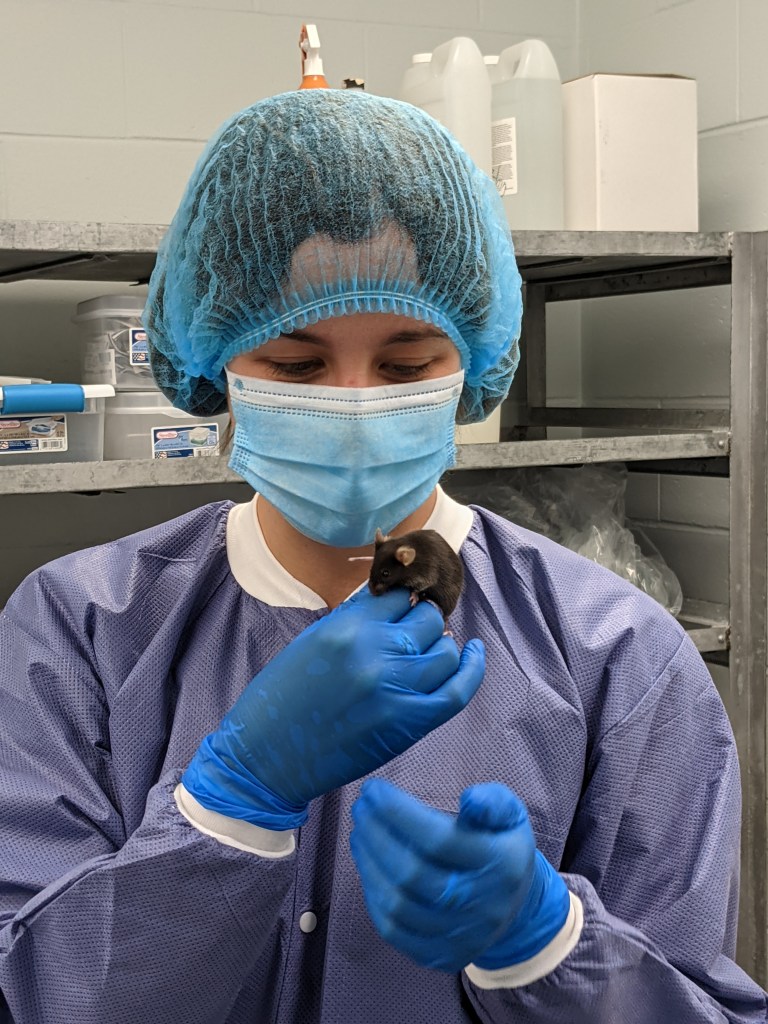 A person holding a mouse in a research facility. The person is wearing a hairnet, nitrile gloves, a surgical mask, and a surgical gown. The mouse with dark brown fur is sitting on the top of the person's hand. In the background, there are metal shelves with bins and containers of research supplies.
