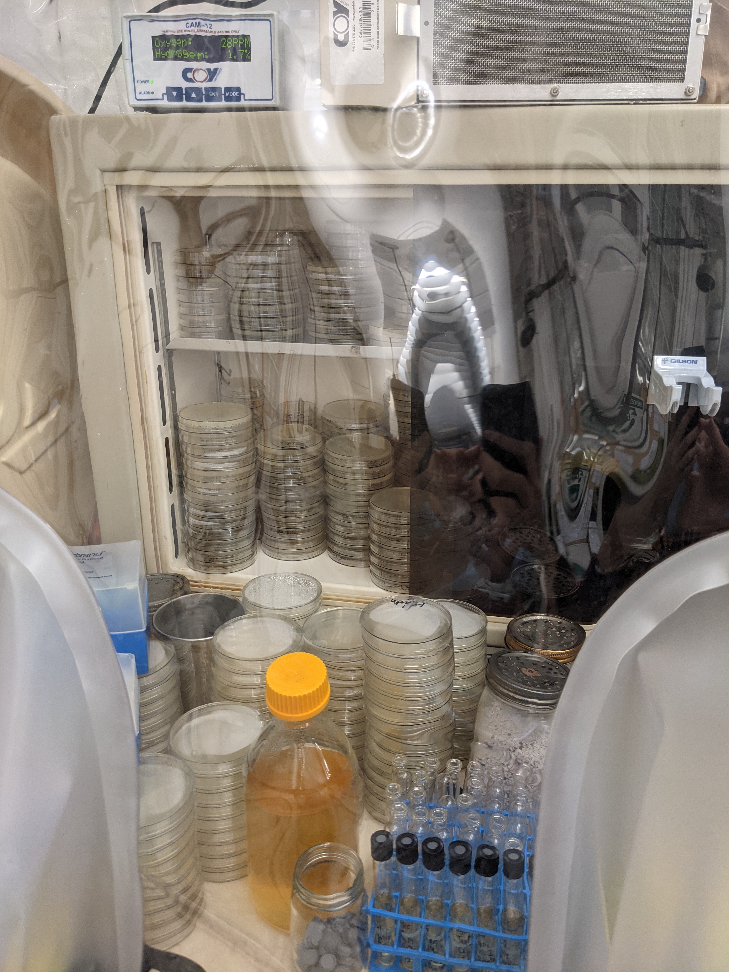 Stacks of petri dishes filled with culture media. The stacks are inside of a vinyl anaerobic chamber, for use with bacterial culturing.