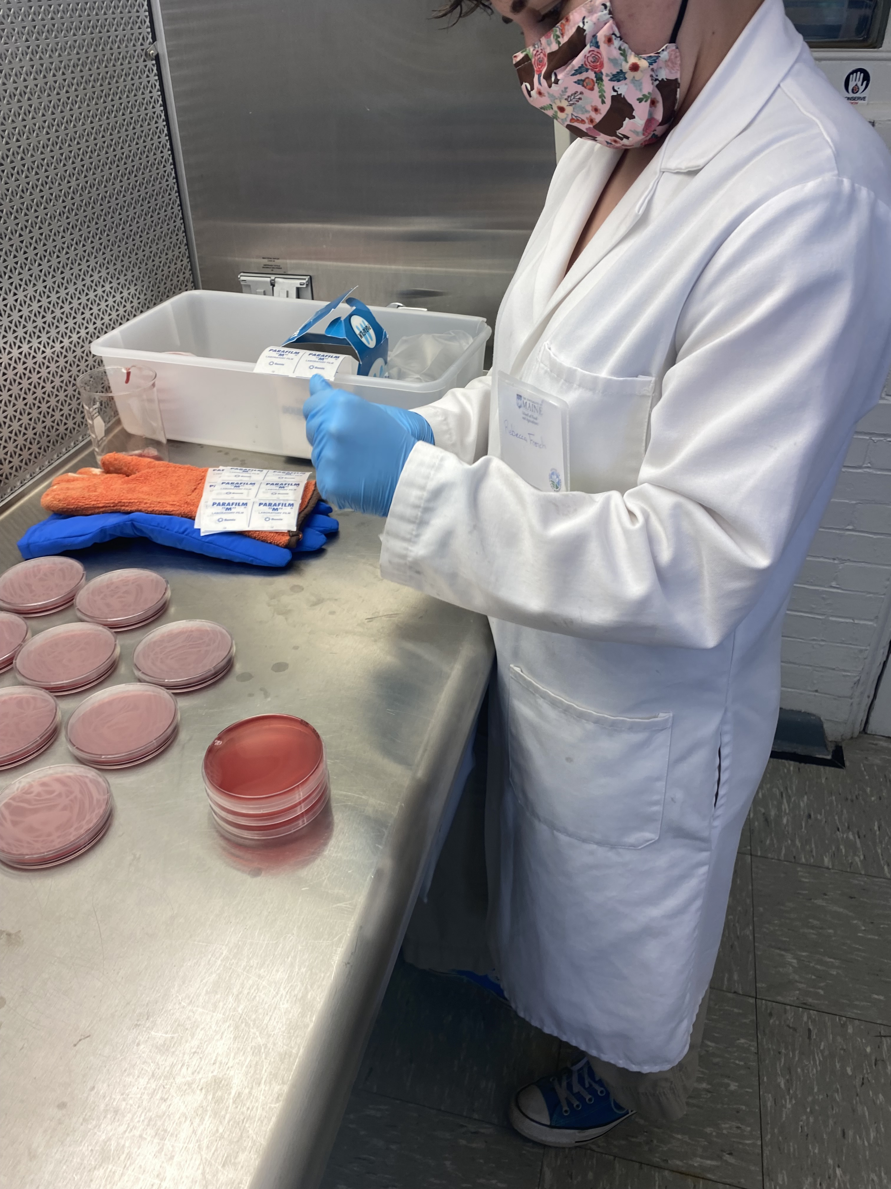 A woman in a lab coat wearing a face mask and latex gloves is closing petri dishes filled with bright red agar media for cultuinf bacteria. A stack of three plates is in front of her, with more plates in the background. She is working at an open stainless steel counter with steel backing and walls.