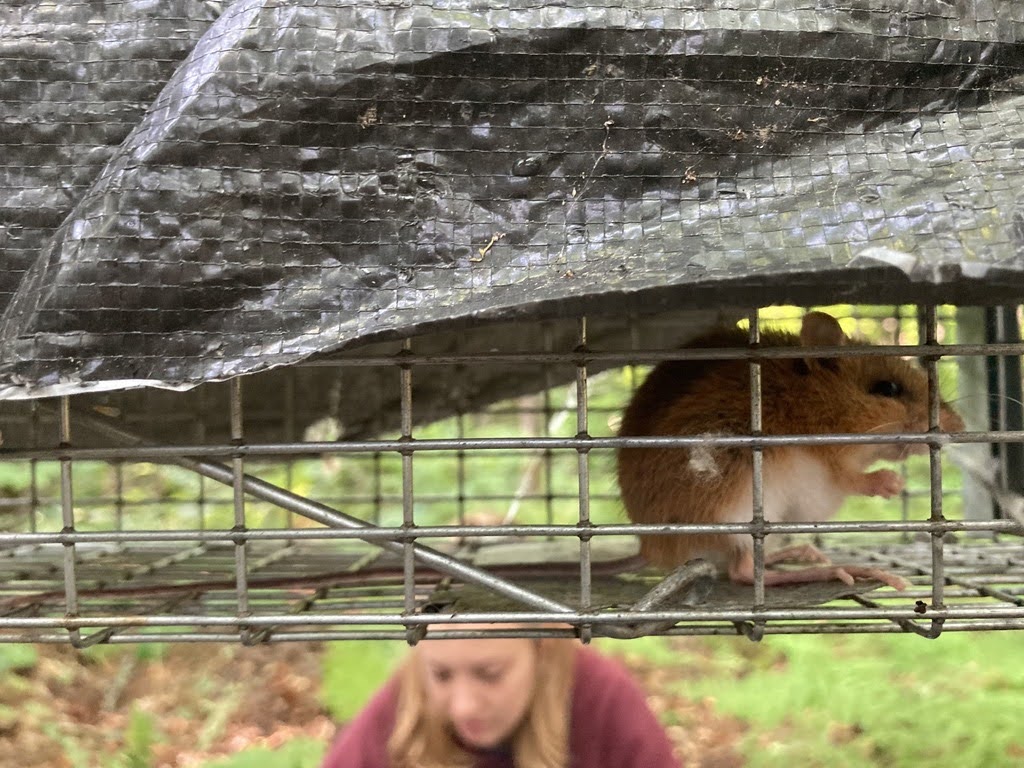 A mouse sitting in a wire live-capture trap, with a tarp over the top to block rain. A woman kneeling on the ground in a forest is seen in the background.