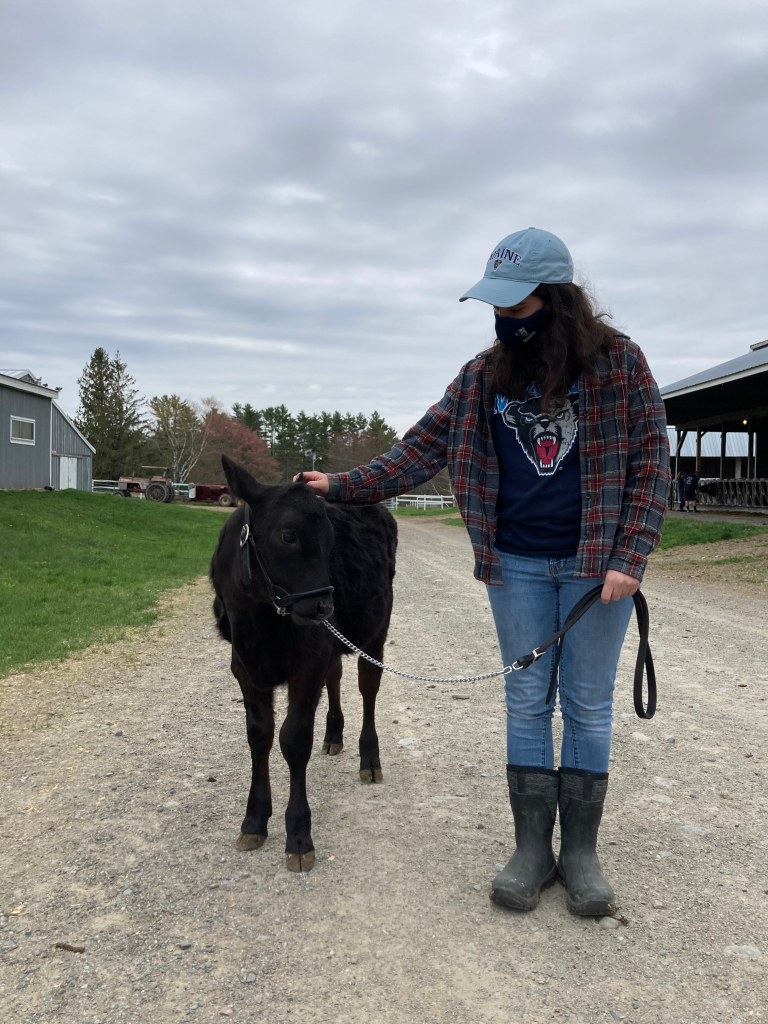 Natalie Sullivan walking a black calf down a dirt road on a farm, using a halter and lead.