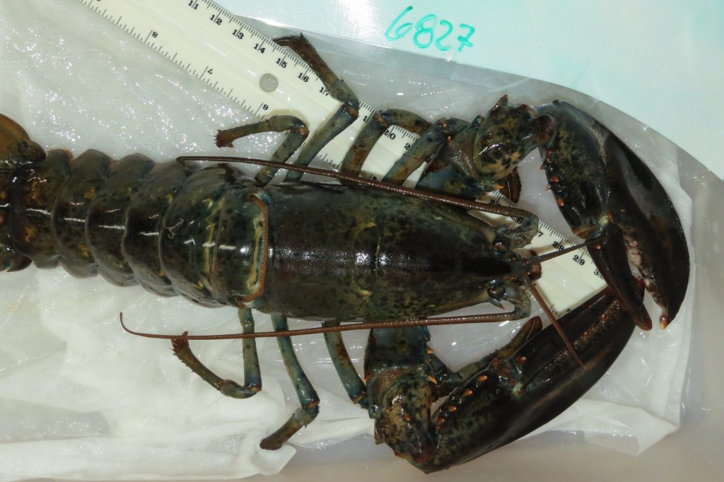An American lobster on a countertop next to a ruler.