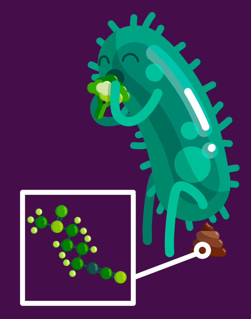 A cartoon of a bacteria eating broccoli and pooping out sulforaphane