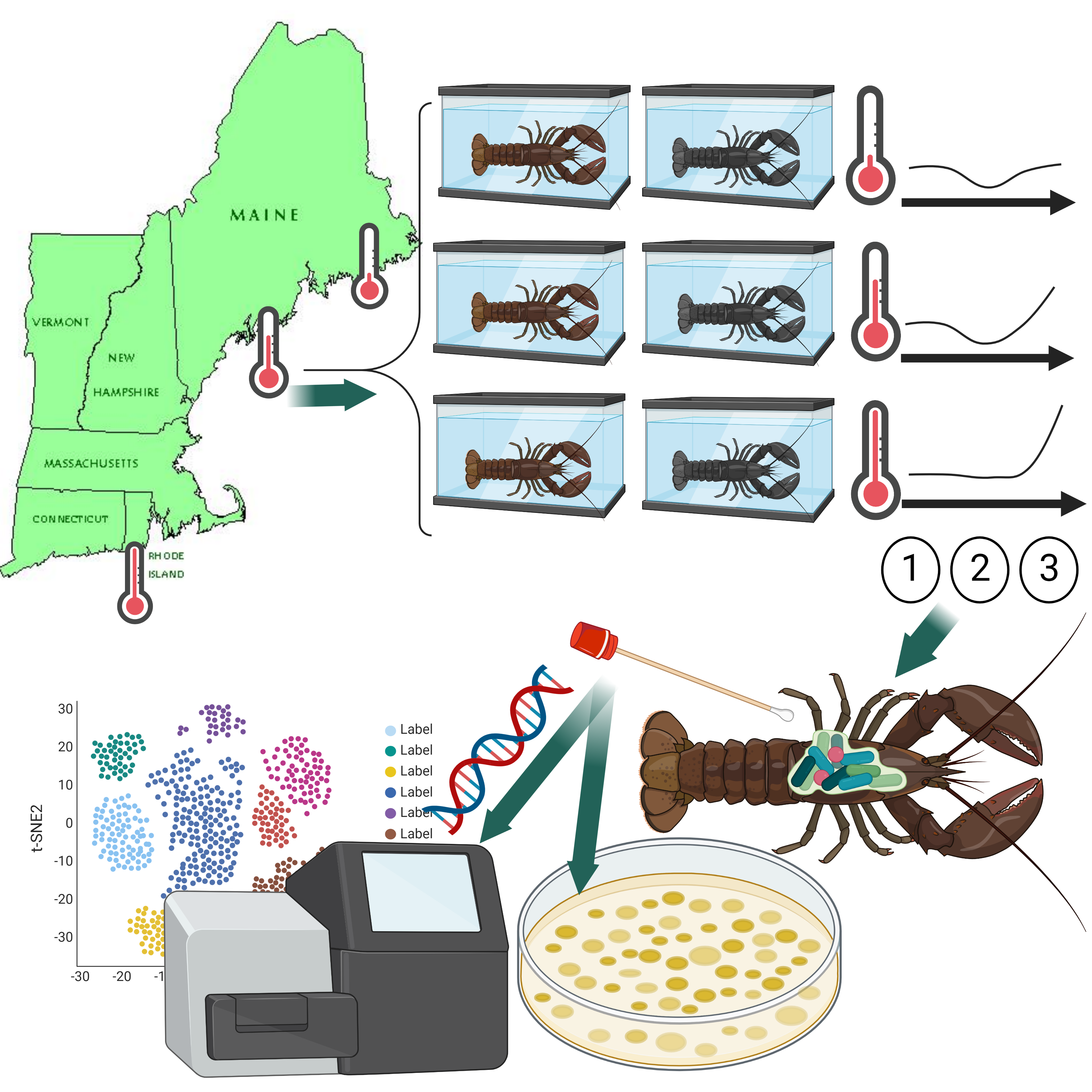 Ishaq Shell Lobster shell microbes, epizootic shell disease, and climate change ...