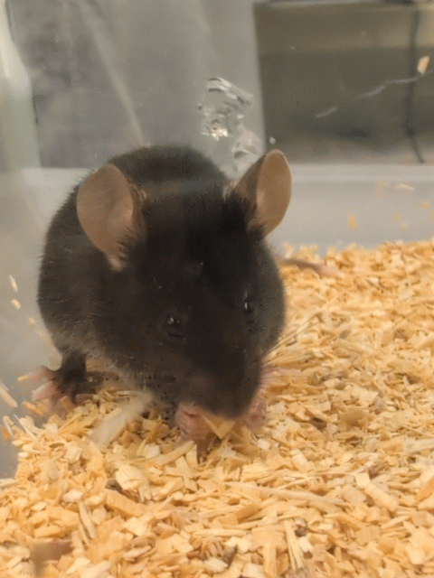A research mouse picks up a cube of gelain and eats it.