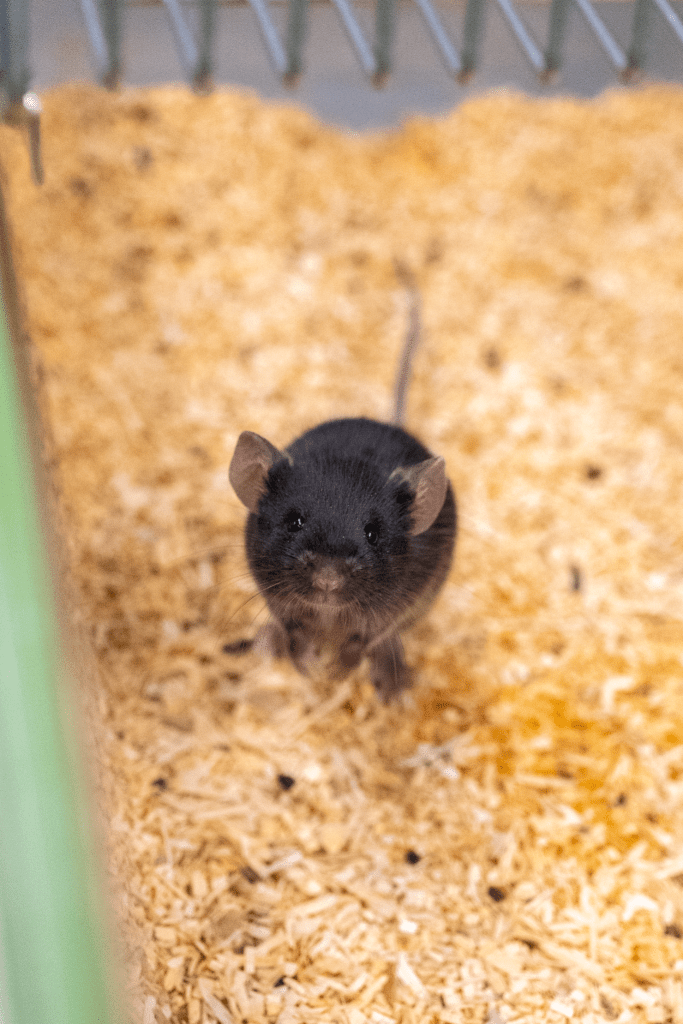 A research mouse is standing in its cage and looking at the camera.