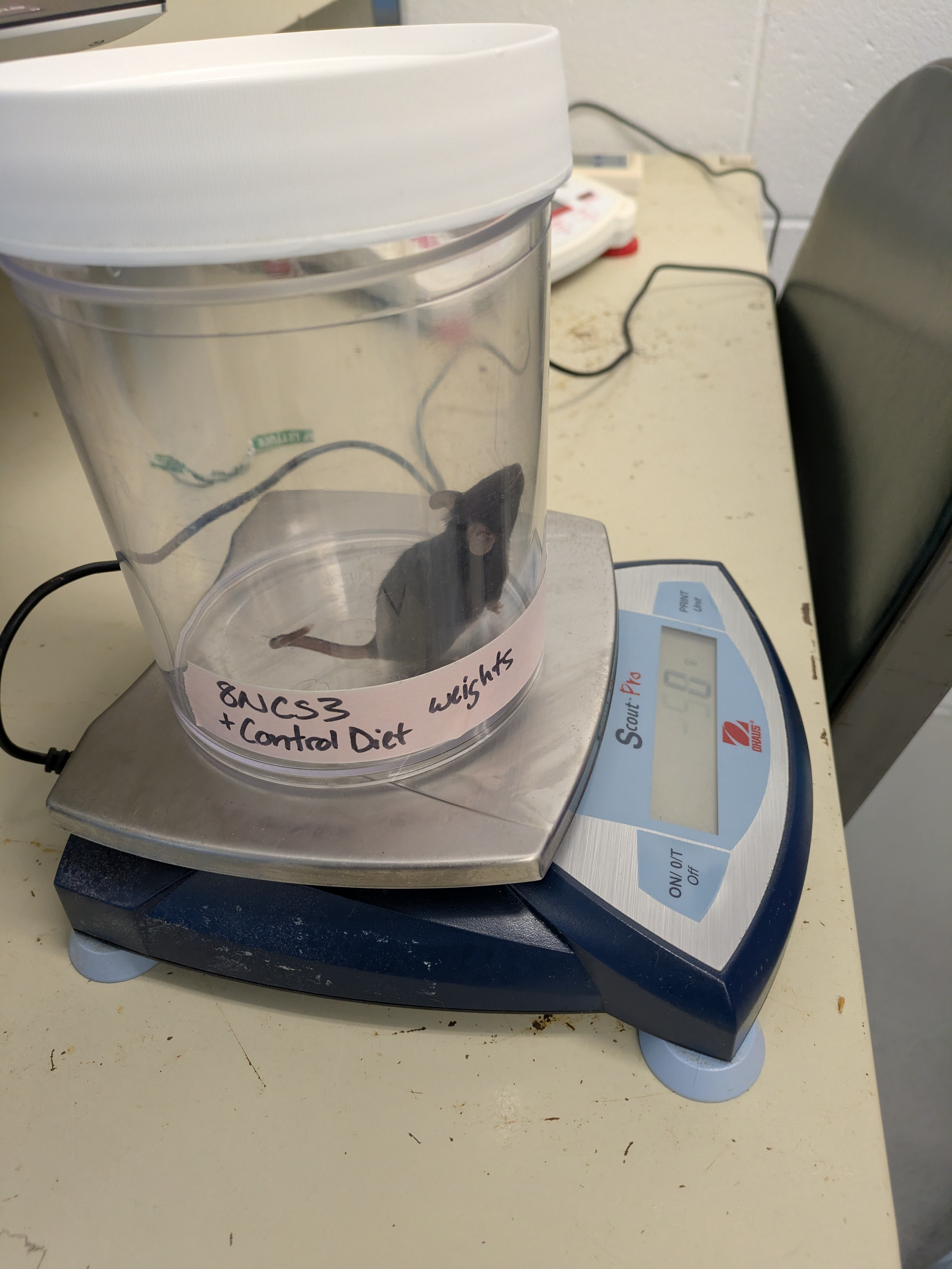 A mouse in a plastic jar with the lid open, on top of a scale.
