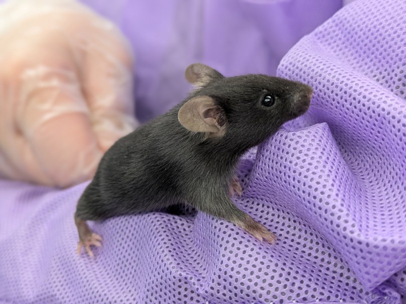 A research mouse on a sleeve of a lab coat.