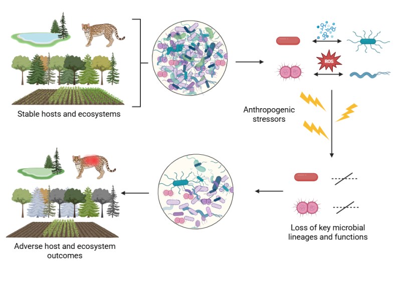 Diagram illustrating effects of biodiversity on microbial communities and plant health. Top section shows diverse ecosystem with various plants and animals leading to diverse microbes that produce reactive oxygen species (ROS) and suppress pathogens, enhancing plant resistance; bottom section shows less diverse ecosystem with fewer microbes, reduced ROS, and increased pathogen susceptibility.