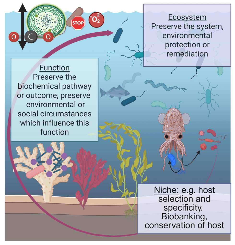 Diagram illustrating examples of microbial-host or microbial-ecosystem interactions which illustrate the need for microbiome stewardship, including preservation of ecosystems, functions, or niches. The interaction between bobtail squid and their symbiont bacteria is used as an example of a specific niche that cannot be replaced with another host or bacteria. The interactions between bacteria providing metabolites for a coral host exemplifies the need to protect microbial community functions. The interaction between two bacteria involving one bacteria blocking reactive oxygen species so another bacteria survives and sequesters carbon is used as an example of the need to protect whole ecosystems to allow this process to occur.