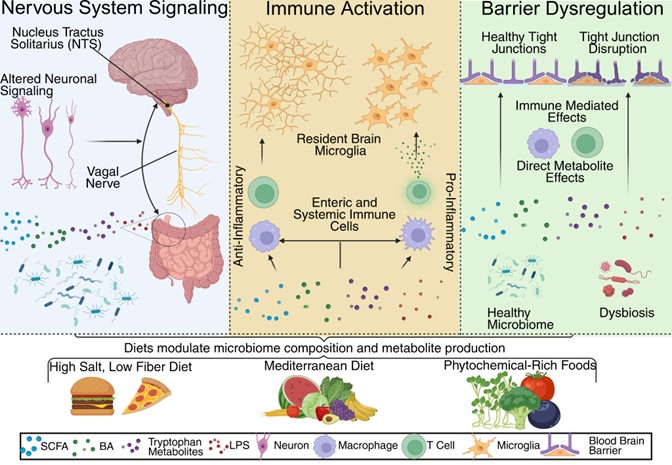 Mechanisms of how Diet Influences the Gut Brain Axis. Depicting three mechanisms of the gut brain axis of importance for dietary interventions. Different types of diets can modulate the microbiome to produce different metabolites. These metabolites can affect nervous system signaling through the ENS and vagal nerve. Immune activation via these metabolites either enterically or systemically can lead to activation of resident brain microglia. Dietary metabolites have also been shown to either protect blood brain barrier tight junctions or disrupt them, both through direct effects and immune mediated effects.